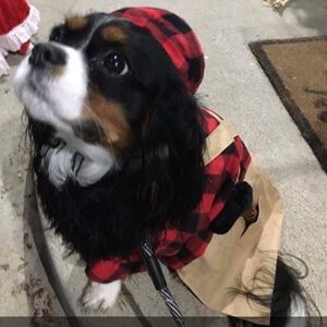 Bearded Lumberjack Costume for Puppy Dog Size M